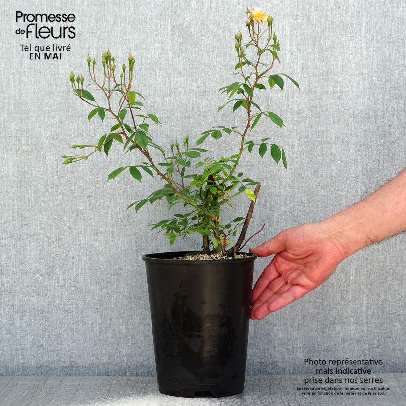 Exemplar von Rosa Plaisanterie - Polyantha-Rose Topf mit 4L/5L wie im Frühjahr geliefert