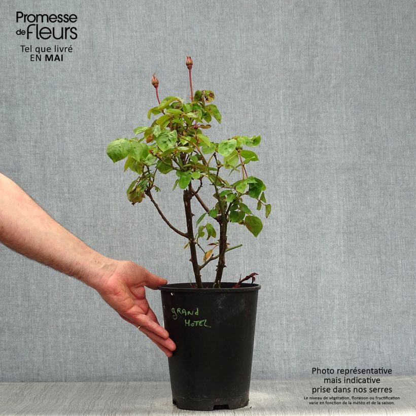 Exemplar von Rosa Grand Hotel - Polyantha-Rose Topf mit 4L/5L wie im Frühjahr geliefert