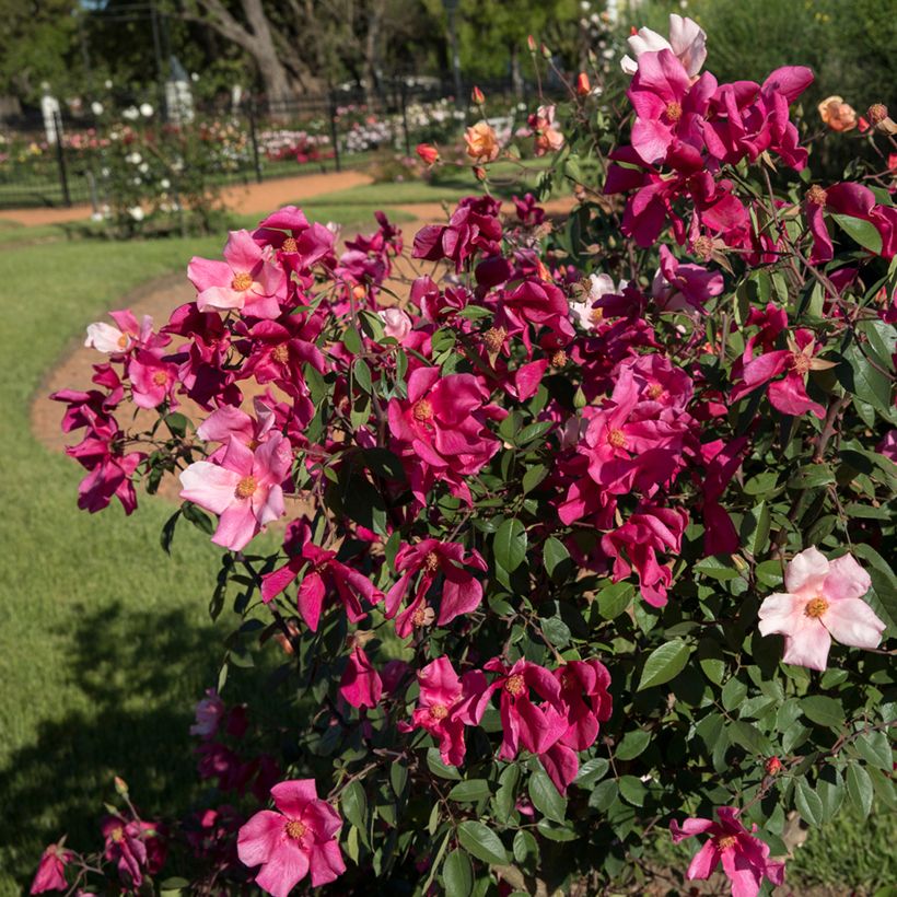 Rosa chinensis Mutabilis - Bodendecker-Rose (Hafen)