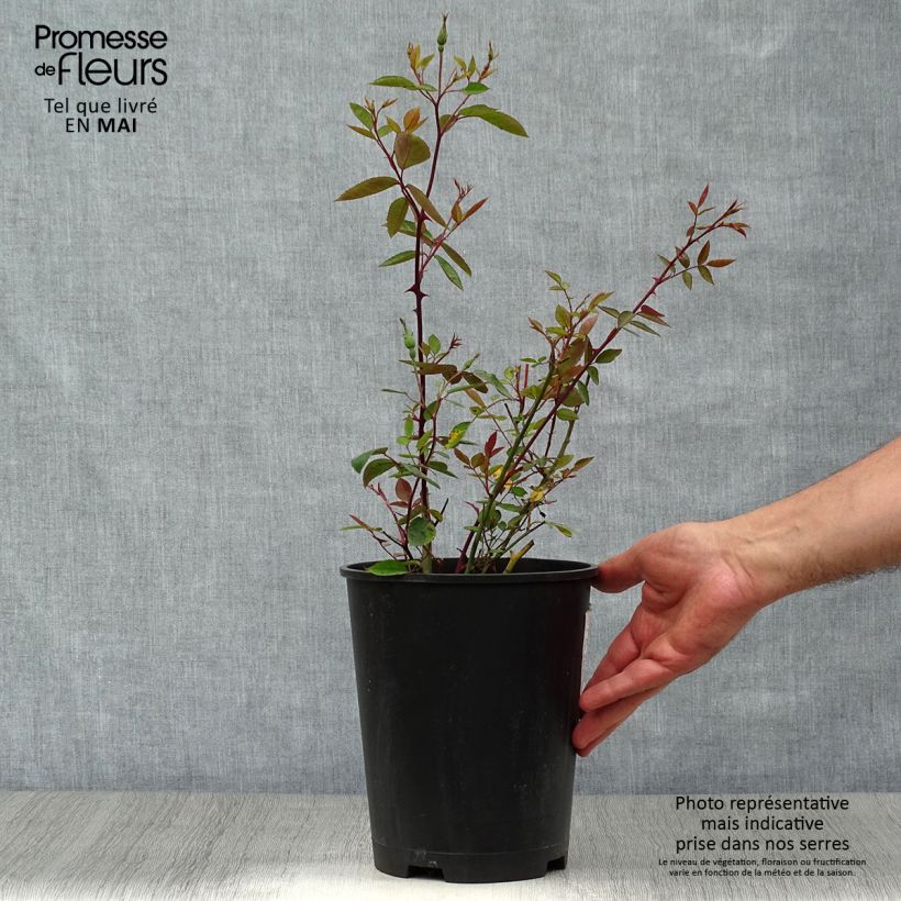 Exemplar von Rosa chinensis Mutabilis - Bodendecker-Rose Topf mit 4L/5L wie im Frühjahr geliefert