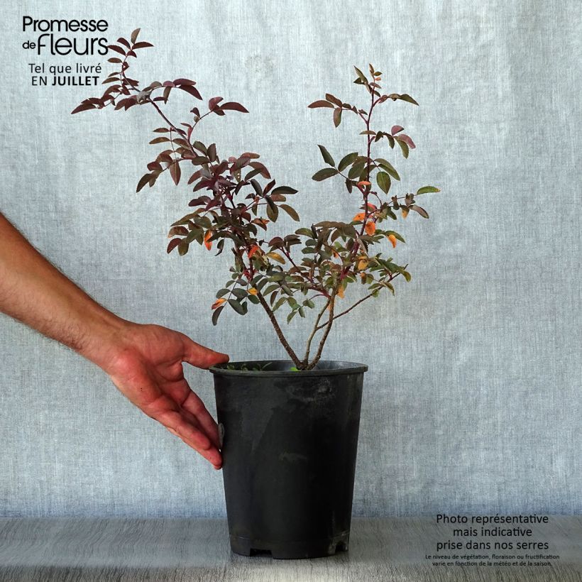 Exemplar von Rosa glauca - Rotblatt-Rose Topf mit 2L/3L wie im Sommer geliefert