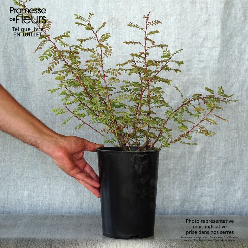 Exemplar von Rosa hugonis - Hugos Rose Topf mit 3L/4L wie im Sommer geliefert