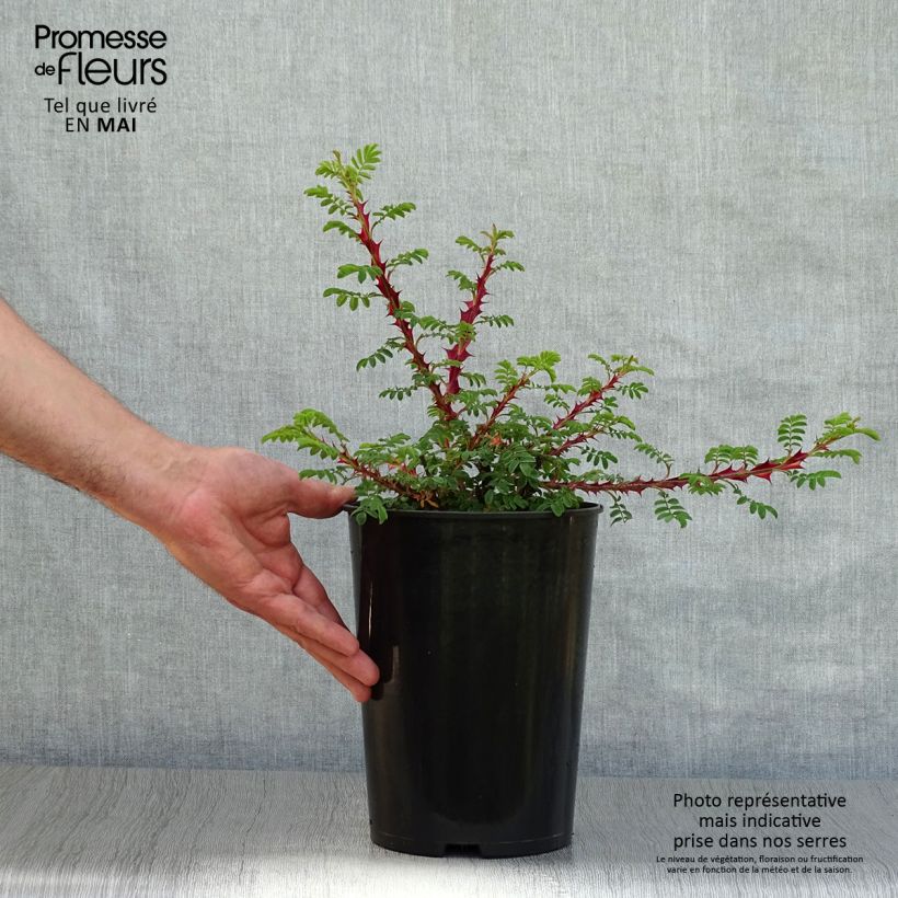 Exemplar von Rosa omeiensis Pteracantha - Omei-Rose Topf mit 4L/5L wie im Frühjahr geliefert