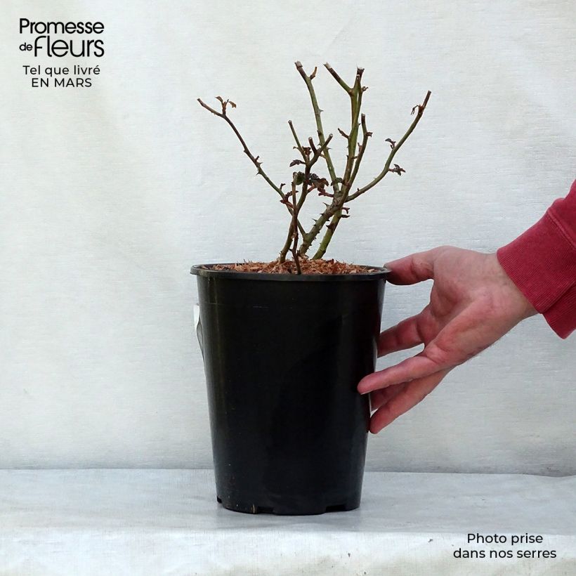 Exemplar von Rosa Mirato - Bodendecker-Rose Topf mit 2L/3L wie im Winter geliefert