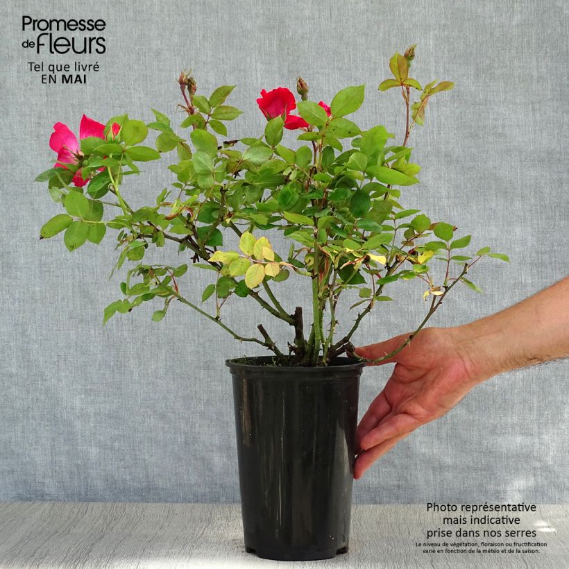 Exemplar von Rosa Pink Knock Out - Bodendecker-Rose Topf mit 3L/4L wie im Frühjahr geliefert