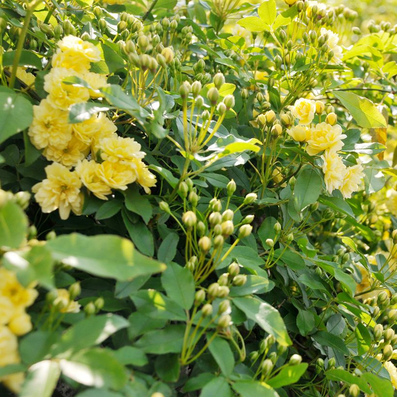 Rosa banksiae Lutea - Meran-Rose (Laub)