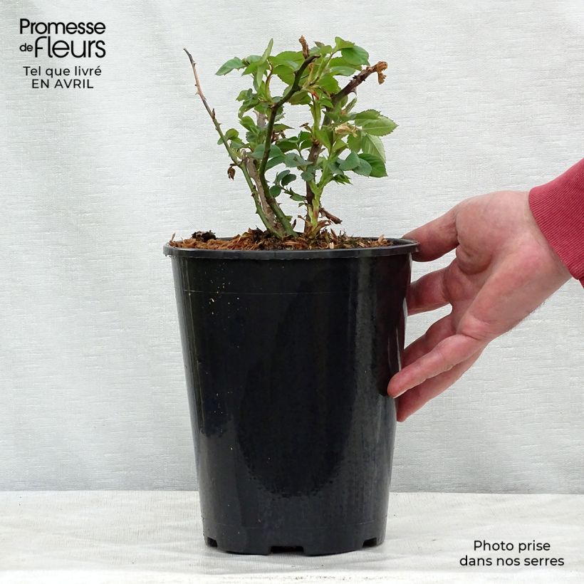 Exemplar von Rosa Alchymist - Kletterrose Topf mit 4L/5L wie im Frühjahr geliefert