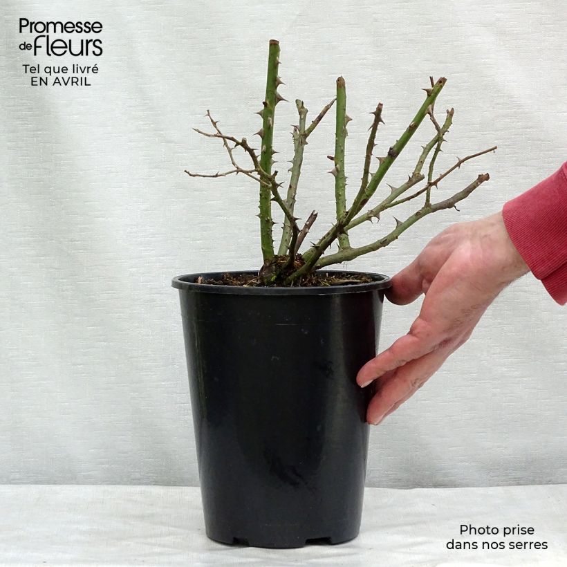Exemplar von Rosa Blossomtime - Hybrid-Kletterrose Topf mit 4L/5L wie im Frühjahr geliefert