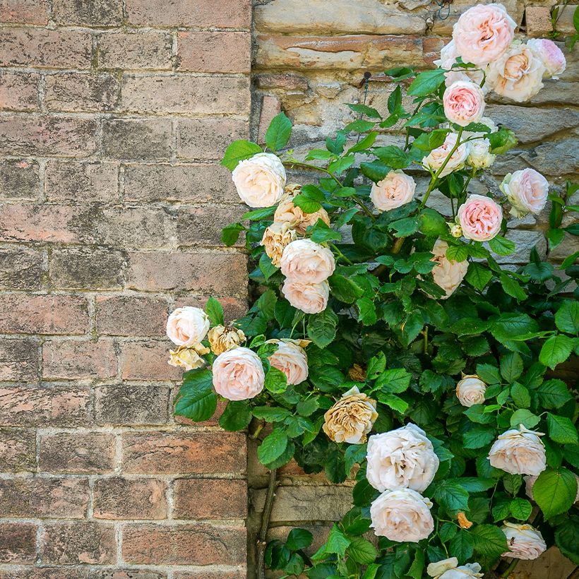 Rosa Blush Noisette - Kletterrose (Hafen)