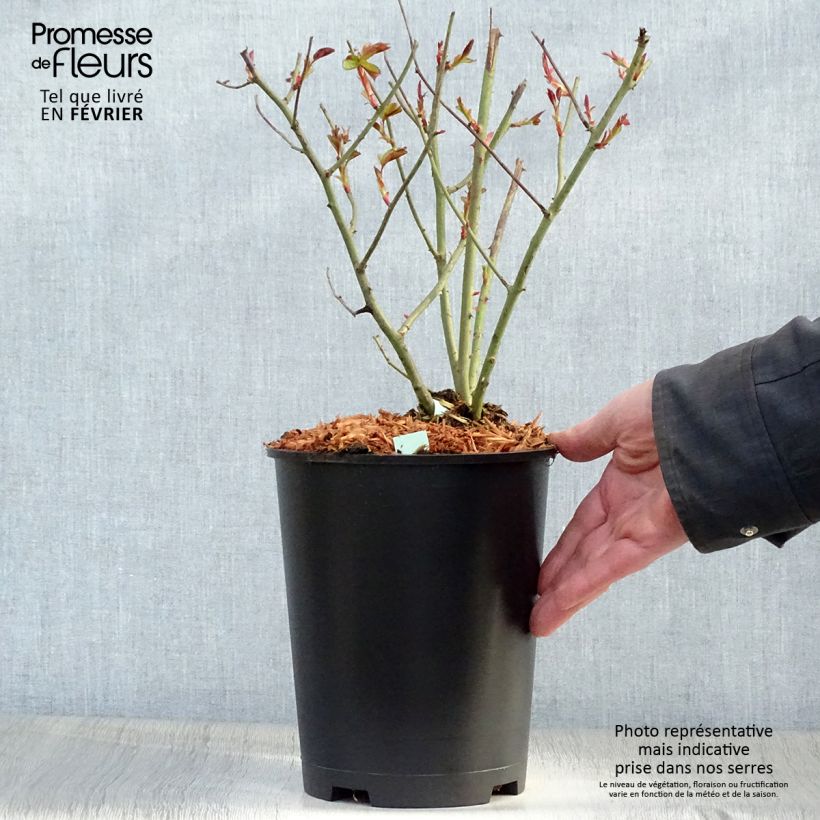 Exemplar von Rosa Cocktail - Kletterrose Topf mit 4L/5L wie im Winter geliefert