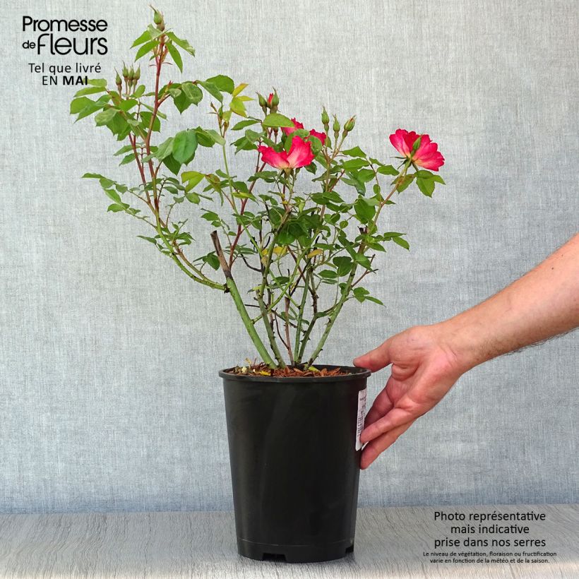 Exemplar von Rosa Cocktail - Kletterrose Topf mit 4L/5L wie im Frühjahr geliefert
