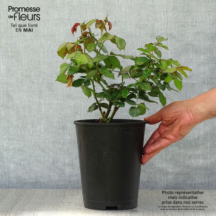 Exemplar von Rosa Cyclamen Pierre de Ronsard - Kletterrose Topf mit 4L/5L wie im Frühjahr geliefert