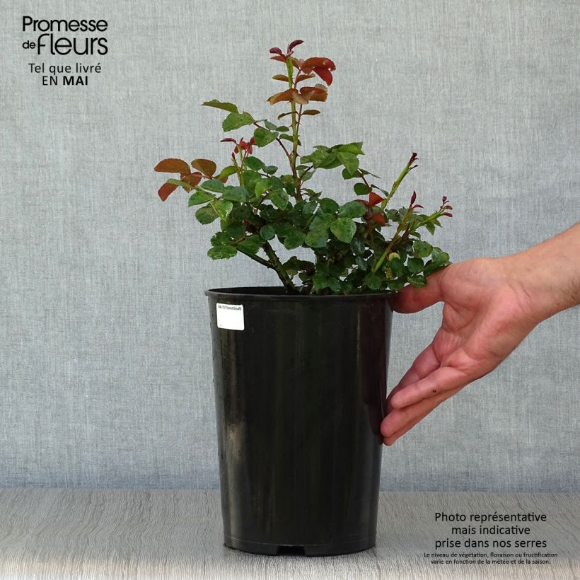 Exemplar von Rosa Florentina - Kletterrose Topf mit 4L/5L wie im Frühjahr geliefert