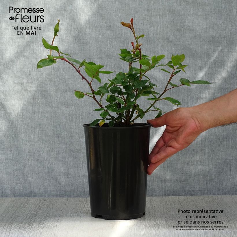 Exemplar von Rosa Golden Showers - Kletterrose Topf mit 4L/5L wie im Frühjahr geliefert