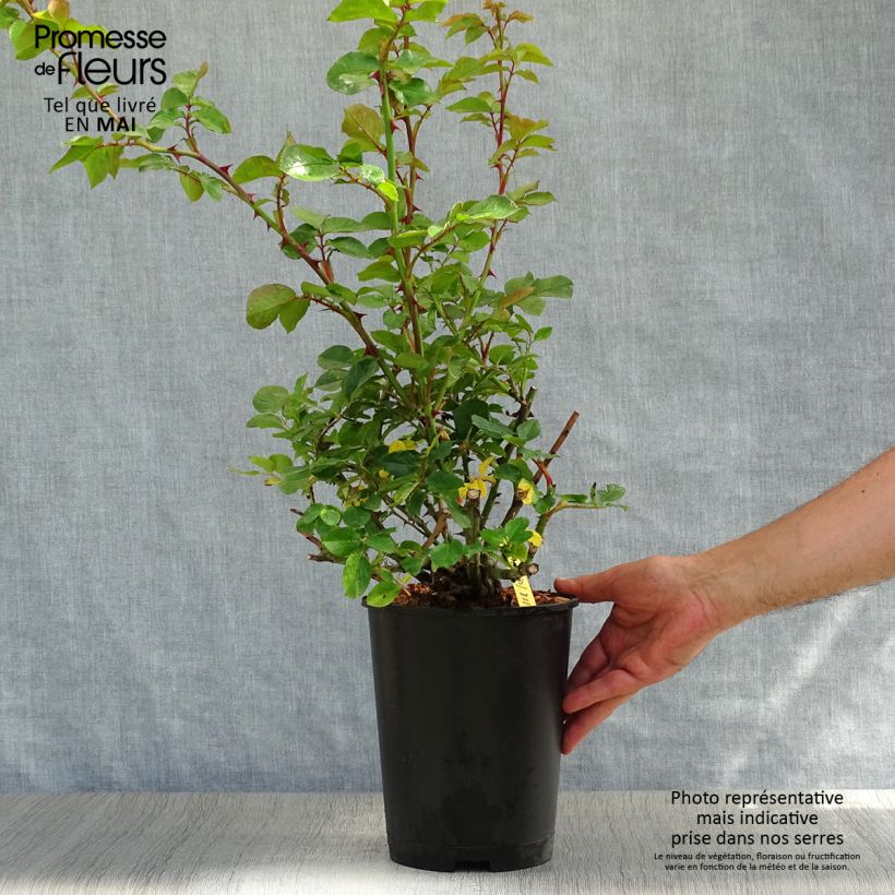 Exemplar von Rosa Hanabi - Kletterrose Topf mit 4L/5L wie im Frühjahr geliefert