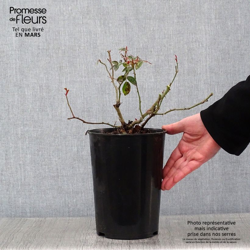 Exemplar von Rosa wichuraiana Paul Transon - Kletterrose Topf mit 4L/5L wie im Winter geliefert