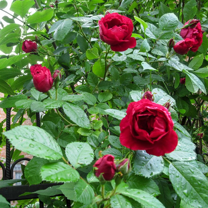 Rosa Paul's Scarlet Climber - Kletterrose (Laub)
