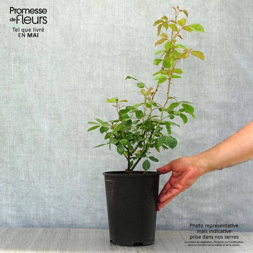 Exemplar von Rosa Paul's Scarlet Climber - Kletterrose Topf mit 4L/5L wie im Frühjahr geliefert