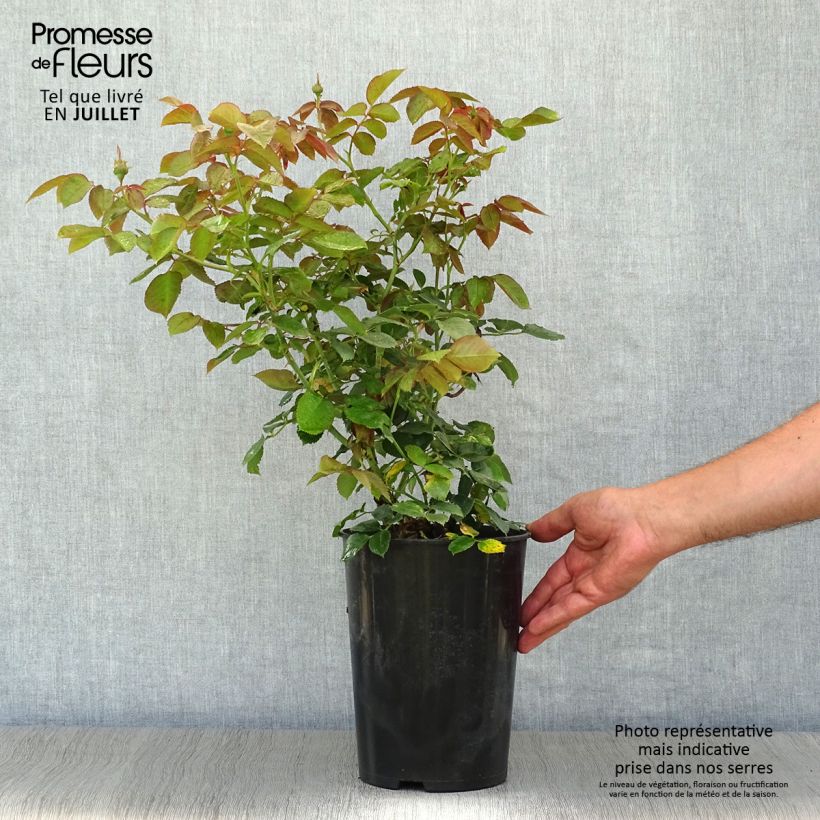 Exemplar von Rosa Pierre de Ronsard - Kletterrose Topf mit 4L/5L wie im Sommer geliefert