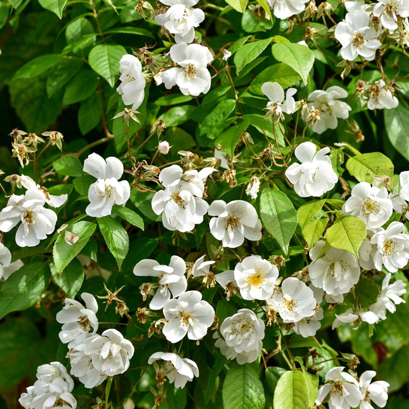 Rosa multiflora Bobbie James - Rambler-Rose (Laub)