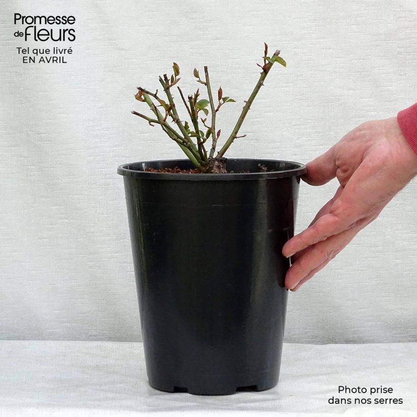 Exemplar von Rosa Felicité et Perpétue - Rambler-Rose Topf mit 4L/5L wie im Frühjahr geliefert