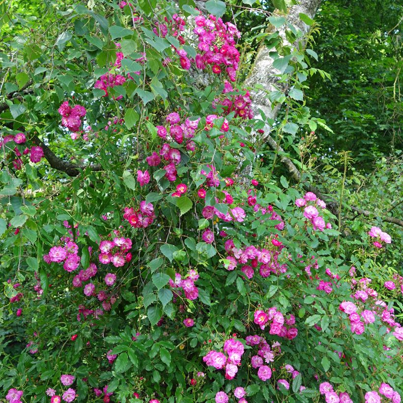 Rosa multiflora Maria Lisa - Rambler-Rose (Hafen)