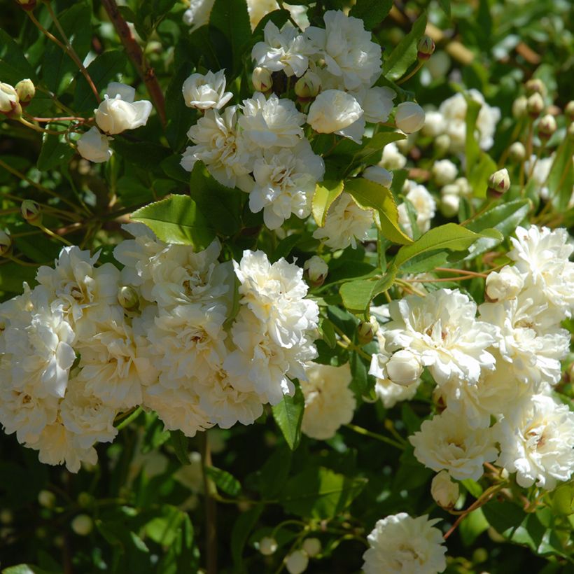 Rosa moschata Paul's Himalayan Musk - Moschus Rambler-Rose (Laub)