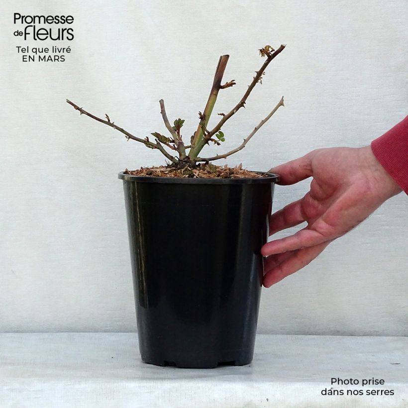 Exemplar von Rosa moschata Paul's Himalayan Musk - Moschus Rambler-Rose Topf mit 4L/5L wie im Frühjahr geliefert