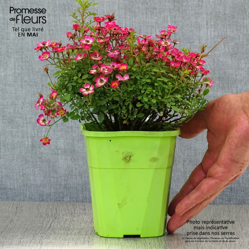 Exemplar von Rosa Cutie Pie - Zwerg-Parkrose Topf mit 1,5L/2L wie im Frühjahr geliefert