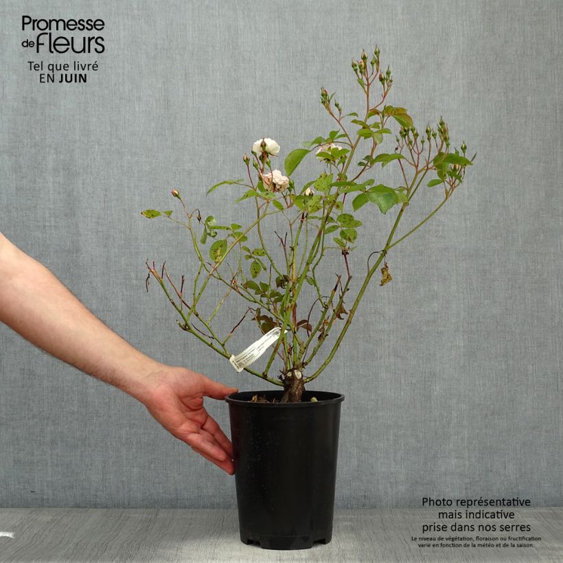 Exemplar von Rosa polyantha Bordure Blanche 'Delbobla' - Zwerg-Parkrose Topf mit 2L/3L wie im Frühjahr geliefert