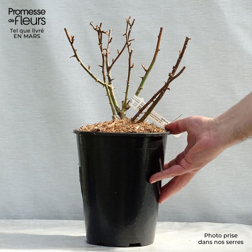 Exemplar von Rosa polyantha Bordure Camaïeu delcapo - Zwerg-Parkrose Topf mit 3L/4L wie im Winter geliefert