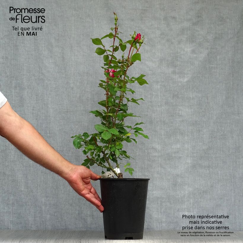 Exemplar von Rosa polyantha Bordure Vive 'Delboviv' - Zwerg-Parkrose Topf mit 4L/5L wie im Frühjahr geliefert