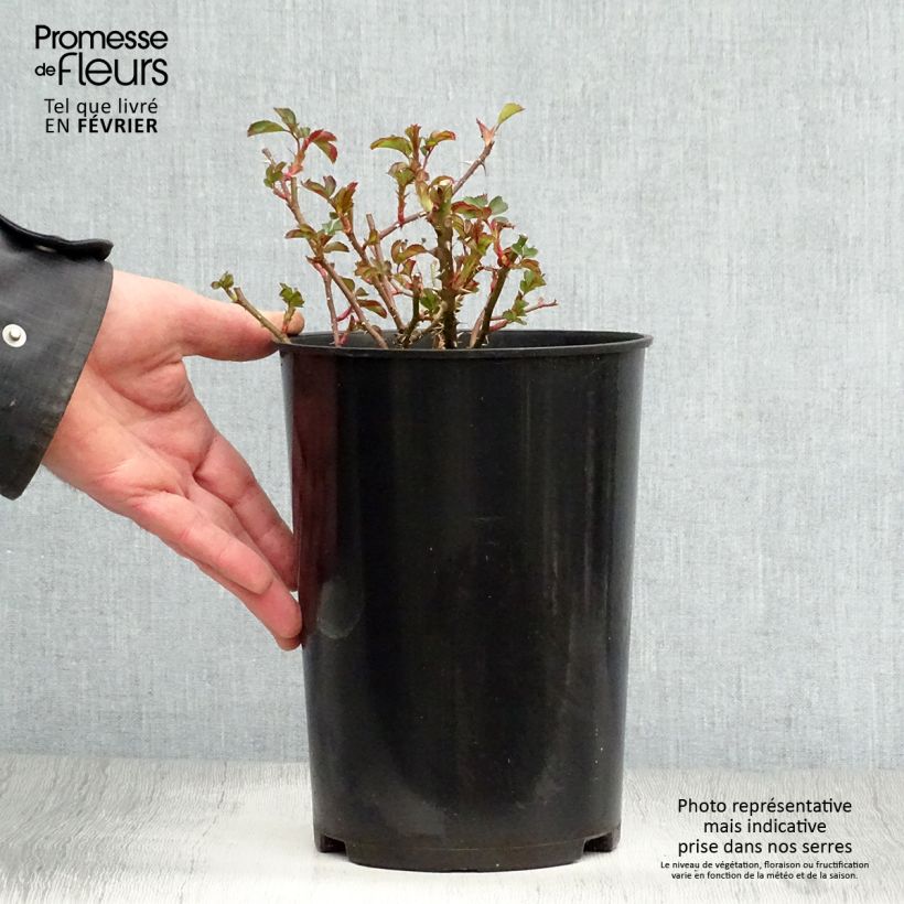 Exemplar von Rosa persica Coral Babylon Eyes - Zwerg-Parkrose Topf mit 4L/5L wie im Winter geliefert