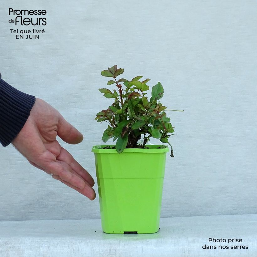 Exemplar von Rosa polyantha Lilliputs Anne Roumanoff - Zwerg-Parkrose Topf mit 1,5L/2L wie im Sommer geliefert