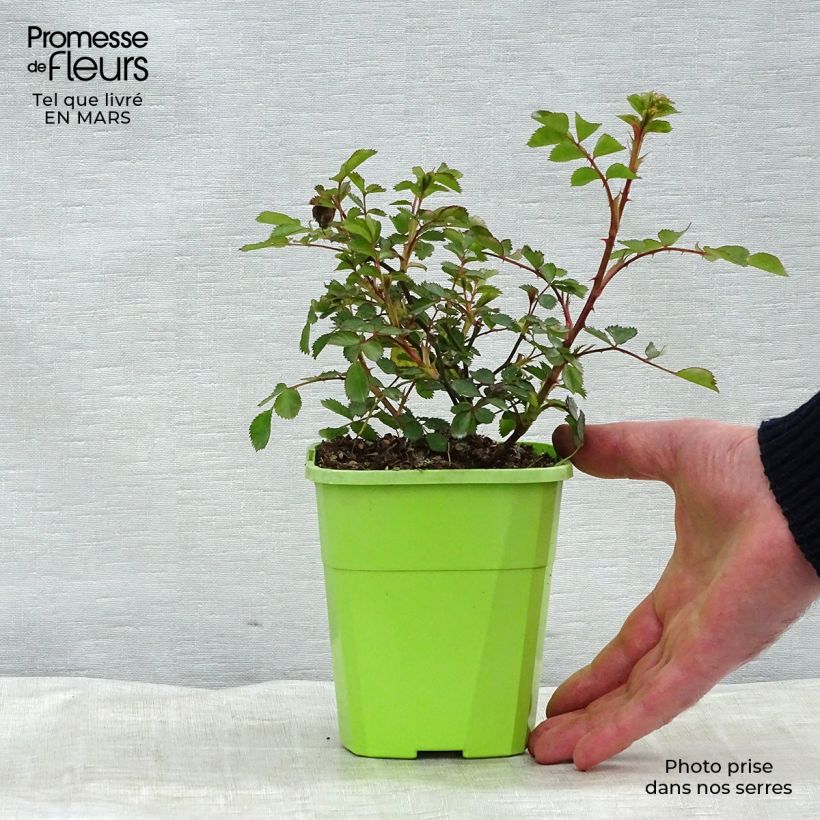 Exemplar von Rosa polyantha Lilliputs Flirt 2011 - Zwerg-Parkrose Topf mit 1,5L/2L wie im Frühjahr geliefert