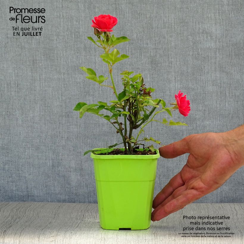 Exemplar von Rosa polyantha Lilliputs Mandarin - Zwerg-Parkrose Topf mit 1,5L/2L wie im Sommer geliefert