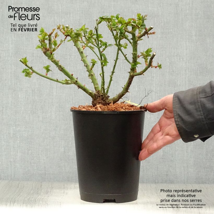 Exemplar von Rosa polyantha Ruby Ruby Weksactrumi - Zwerg-Parkrose Topf mit 2L/3L wie im Winter geliefert
