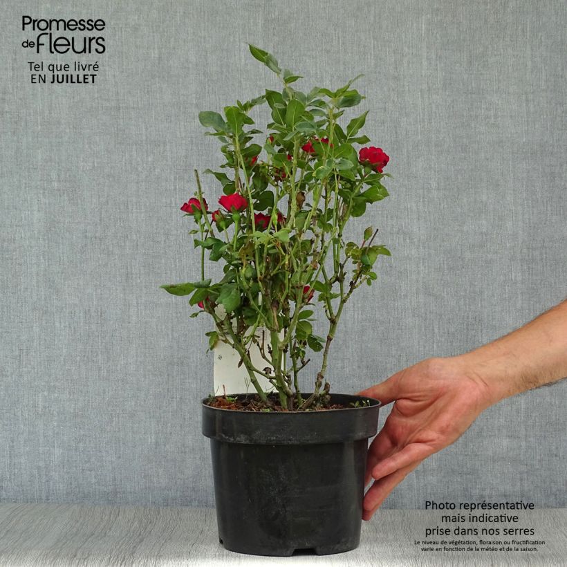 Exemplar von Rosa polyantha Zepeti Meibenbino - Zwerg-Parkrose Topf mit 3L/4L wie im Sommer geliefert
