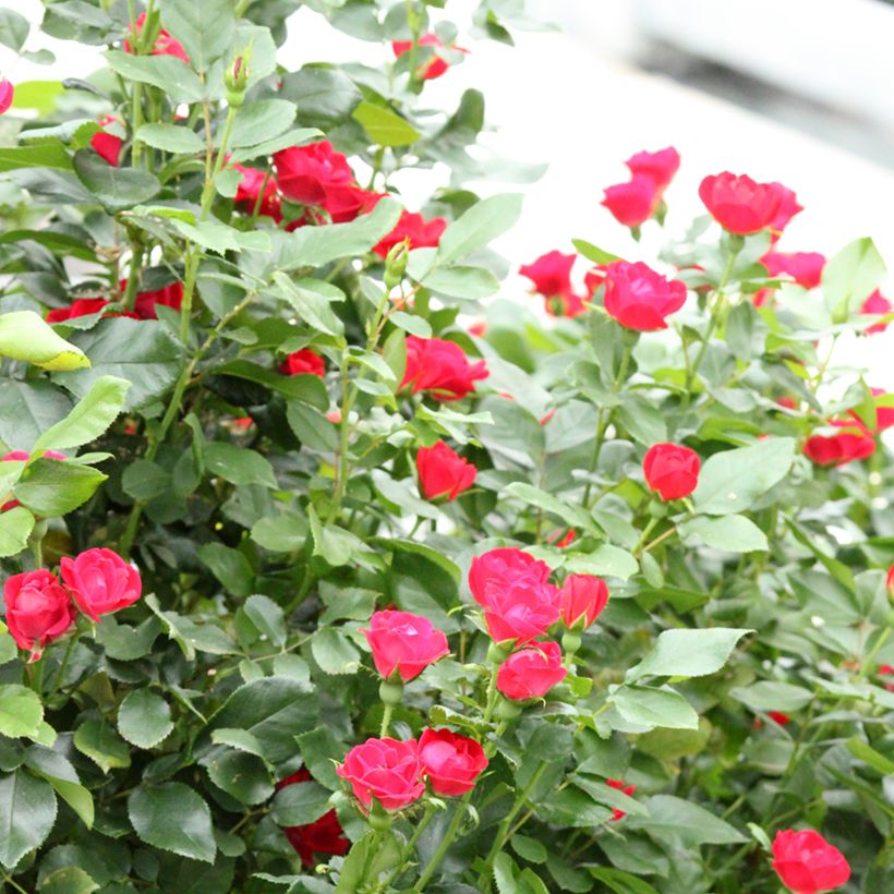 Rosa polyantha Zepeti Meibenbino - Zwerg-Parkrose (Hafen)