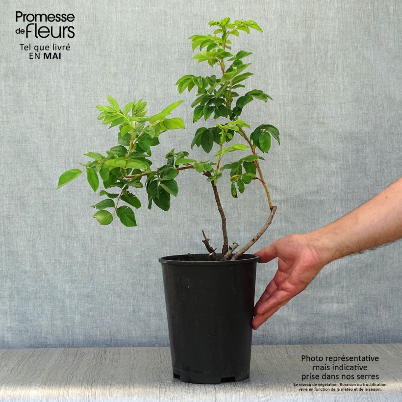 Exemplar von Rosa rugosa Hansa - Apfelrose Topf mit 4L/5L wie im Frühjahr geliefert