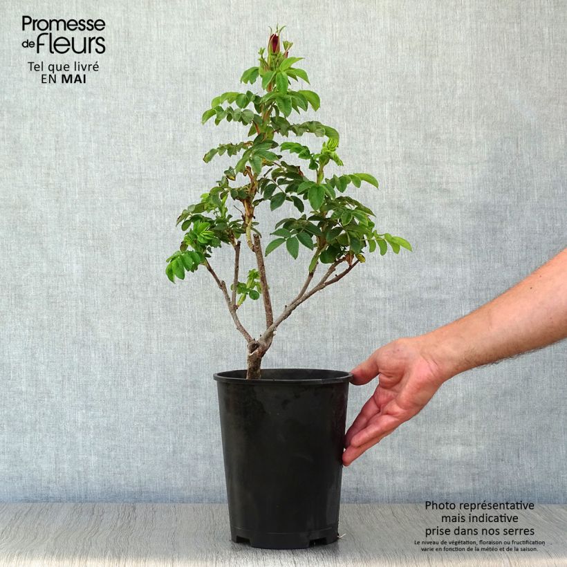 Exemplar von Rosa rugosa Roseraie de l'Haÿ - Apfelrose Topf mit 3L/4L wie im Frühjahr geliefert