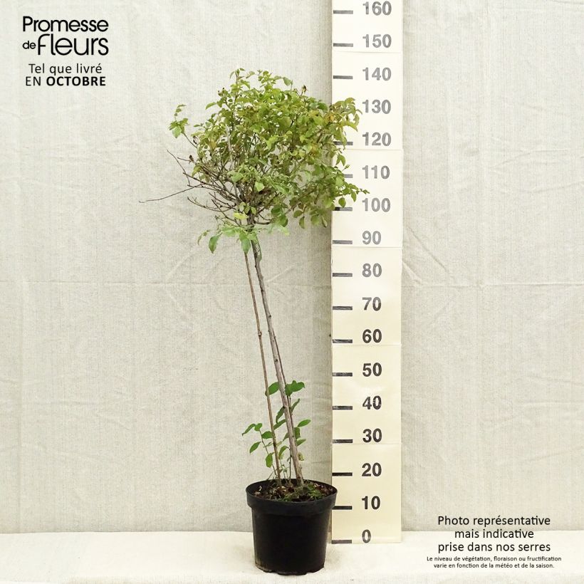 Exemplar von Stammrose Opalia noaschnee Topf mit 7,5L/10L wie im Herbst geliefert