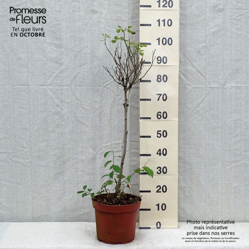 Exemplar von Stammrose polyantha Global Hit Topf mit 4L/5L wie im Herbst geliefert