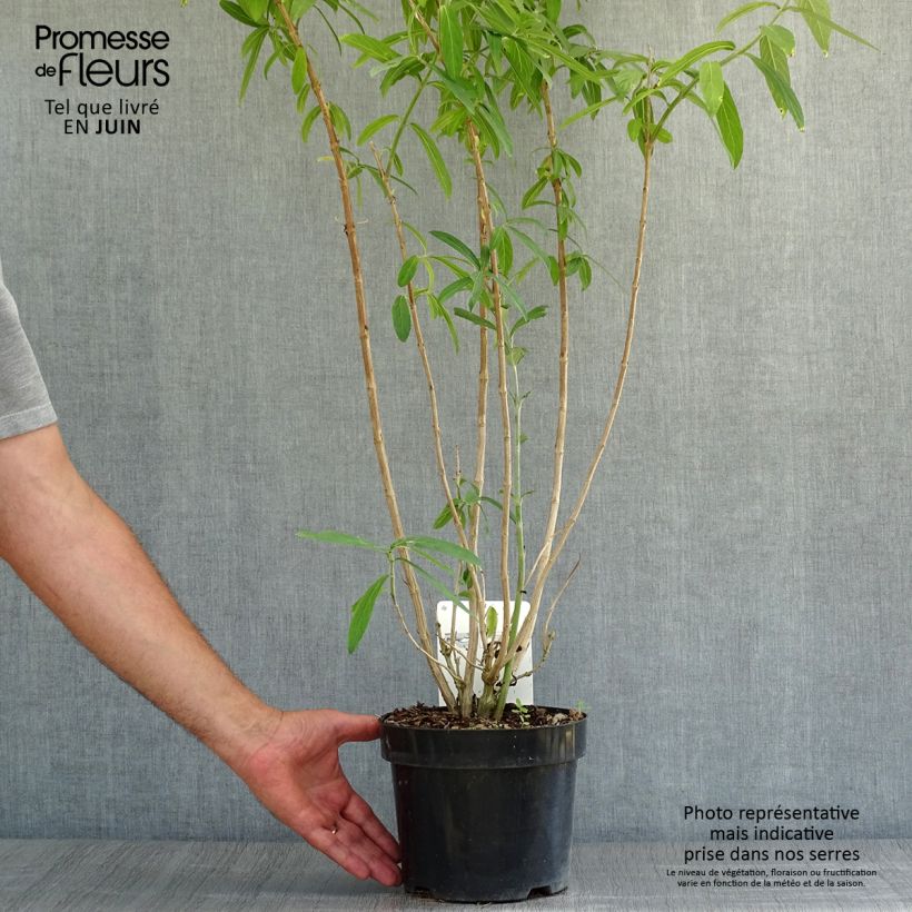 Exemplar von Rostrinucula dependens Happy Cascade - Tränender Schmetterlingsstrauch Topf mit 3L/4L wie im Sommer geliefert