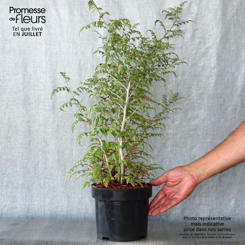 Exemplar von Rubus thibetanus Silver Fern - Tibetische Brombeere Topf mit 3L/4L wie im Sommer geliefert
