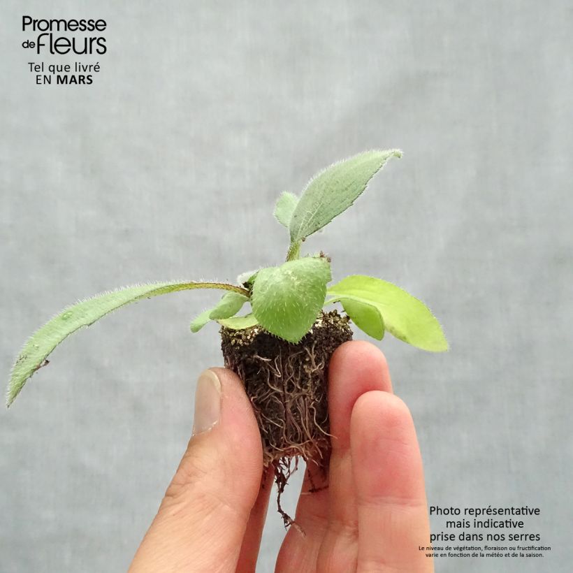 Exemplar von Rauher Sonnenhut Cherry Brandy - Rudbeckia Jardi-Plug: Wurzelballen 3,8 cm x 3,2 cm in Anzuchtplatte à 15 Stück. wie im Frühjahr geliefert