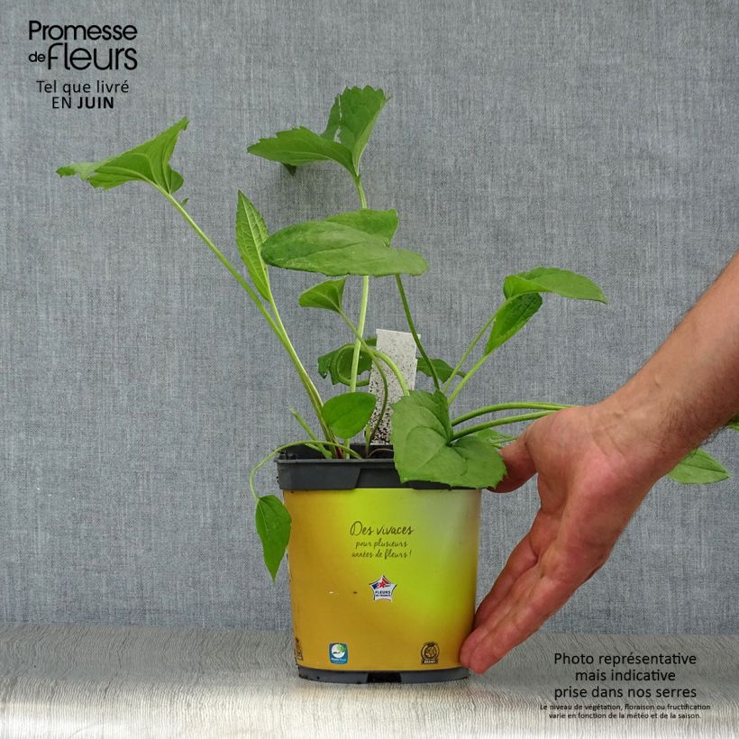 Exemplar von Gemeiner Sonnenhut Goldsturm - Rudbeckia fulgida Topf mit 2L/3L wie im Sommer geliefert