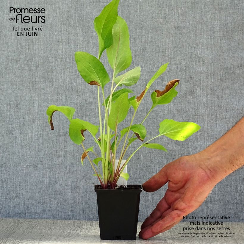 Exemplar von Garten-Sonnenhut Green Wizard - Rudbeckia occidentalis Kleine Töpfe von 8/9 cm wie im Sommer geliefert