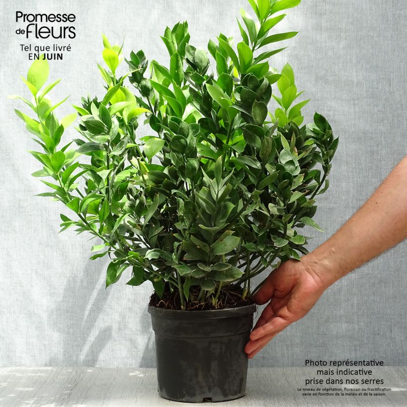 Exemplar von Ruscus hypoglossum - Hadernblatt Topf mit 3L/4L wie im Sommer geliefert