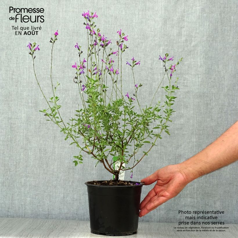 Exemplar von Salvia greggii ARCTIC BLAZE Purple - Strauchiger Salbei Topf mit 2L/3L wie im Sommer geliefert